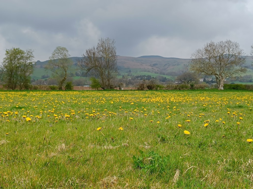 A field of dandelions blooming in front hills in the background.