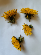 Four picked dandelion flowers, drying.
